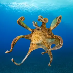 Gambera femmina (Octopus cyanea) che galleggia nell'oceano, Hawaii, Oceano Pacifico. Gambera femmina (Octopus cyanea) che galleggia nell'oceano, Hawaii, Oceano Pacifico.
