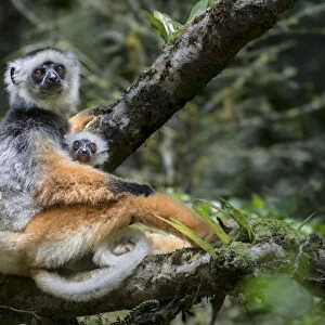 Female Diademed Sifaka (Propithecus diadema) with 2-month infant in the forest canopy