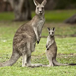 Female Eastern grey kangaroo (Macropus giganteus) standing next to joey, Grampians National Park