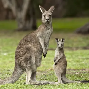 Une femelle kangourou gris de l'est (Macropus giganteus) debout à côté d'un joey, parc national des Grampians.