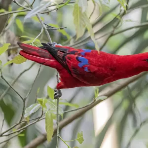 Female Eclectus parrot (Eclectus roratus) feeding in rainforest, Cape York, Queensland, Australia