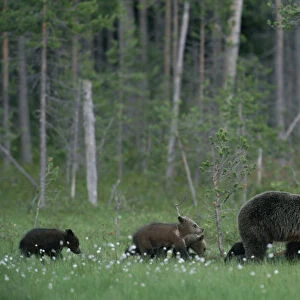 Female European Brown bear with cubs following {Ursus arctos} Lapland Finland