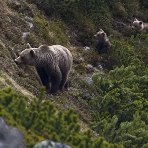 Female European brown bear (Ursus arctos) with two yearling cubs emerging from Dwarf pines