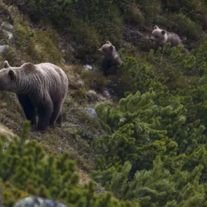 Female European brown bear (Ursus arctos) with two yearling cubs emerging from Dwarf pines