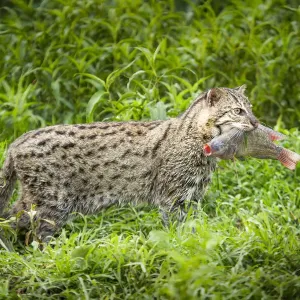 Female Fishing cat (Prionailurus viverrinus) with fish prey in mouth Female Fishing cat (Prionailurus viverrinus) with fish prey in mouth