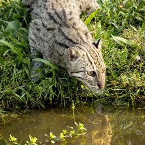 Print of Female Fishing cat hunting in wetlands Print of Female Fishing cat hunting in wetlands
