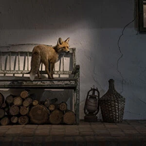 Female Fox (Vulpes vulpes) caught in a shaft of light on the porch of a farmhouse