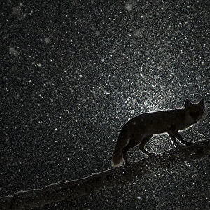 Female Fox (Vulpes vulpes) walking on tree trunk in heavy snowstorm in the dark