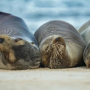 Female Galapagos sea lion (Zalophus wollebaeki), sleeping together, likely to be related