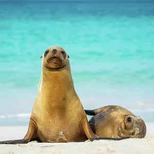 Female Galapagos sea lion (Zalophus wollebaeki) with yearling pup resting on beach, Cerro Brujo, San Cristobal Island, Galapagos Islands, Ecuador. Pacific Ocean Female Galapagos sea lion (Zalophus wollebaeki) with yearling pup resting on beach, Cerro Brujo, San Cristobal Island, Galapagos Islands, Ecuador. Pacific Ocean