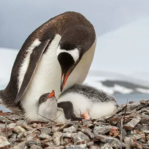 Female Gentoo penguin (Pygoscelis papua) with chick on the nest, Port Lockroy, Goudier Island, Antarctic Peninsula, Antarctica Female Gentoo penguin (Pygoscelis papua) with chick on the nest, Port Lockroy, Goudier Island, Antarctic Peninsula, Antarctica
