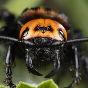 Female Giant / Mammoth wasp (Megascolia flavifrons) close-up of face showing short antennae Female Giant / Mammoth wasp (Megascolia flavifrons) close-up of face showing short antennae