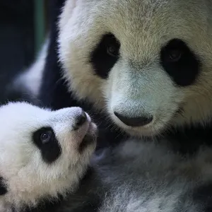 Female Giant panda Huan Huan holding her 3-month-old cub Yuandudu, Print Female Giant panda Huan Huan holding her 3-month-old cub Yuandudu, Print
