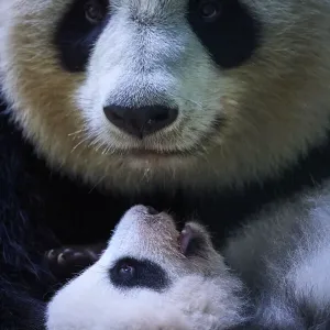 Female Giant panda (Ailuropoda melanoleuca), Huan Huan, holding her female cub, Huanlili Female Giant panda (Ailuropoda melanoleuca), Huan Huan, holding her female cub, Huanlili