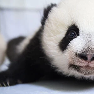 Female Giant panda (Ailuropoda melanoleuca) cub Yuandudu, age 3 months, portrait