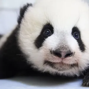 Female Giant panda (Ailuropoda melanoleuca) cub Yuandudu, age 3 months, portrait Female Giant panda (Ailuropoda melanoleuca) cub Yuandudu, age 3 months, portrait