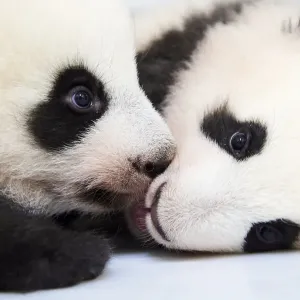 Female Giant panda (Ailuropoda melanoleuca) twin cubs, Yuandudu and Huanlili Female Giant panda (Ailuropoda melanoleuca) twin cubs, Yuandudu and Huanlili