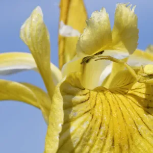 Female Goldenrod crab spider (Misumena vatia) camouflaged on Yellow flag iris (Iris pseudacorus) flower waiting for prey to land, Kenfig National Nature Reserve, Glamorgan, Wales, UK, June