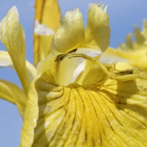 Female Goldenrod crab spider Print on Yellow flag iris flower Female Goldenrod crab spider Print on Yellow flag iris flower