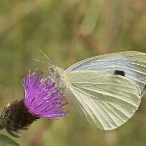 Female Green-veined white butterfly (Pieris napi) feeding on Black knapweed Sutcliffe Female Green-veined white butterfly (Pieris napi) feeding on Black knapweed Sutcliffe