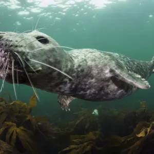 Female Grey seal (Halichoerus grypus) juvenile swimming over kelp, off Farne Islands