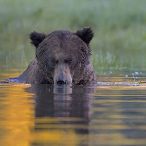 Female Grizzly bear (Ursus arctos horribilis) in water, Khutzeymateen Grizzly Bear Sanctuary
