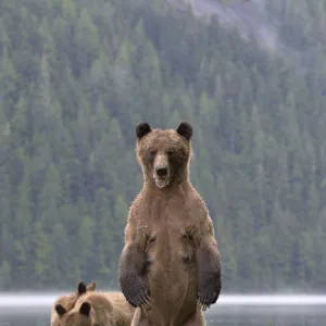 Female Grizzly bear (Ursus arctos horribilis) standing up, with two cubs nearby