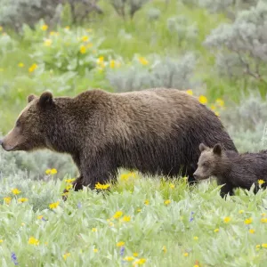 Female Grizzly bear with cub print, Grand Teton National Park Female Grizzly bear with cub print, Grand Teton National Park
