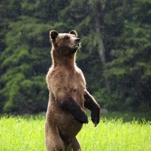 Female Grizzly bear (Ursus arctos horribilis) standing up in alert and looking around Female Grizzly bear (Ursus arctos horribilis) standing up in alert and looking around