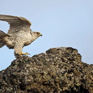Female Gyrfalcon (Falco rusticolus) landing on rock, Myvatn, Thingeyjarsyslur, Iceland