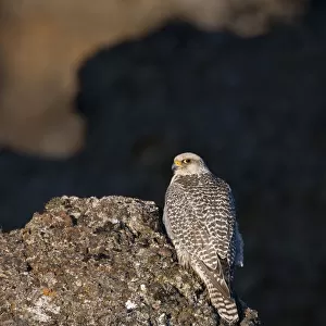 Female Gyrfalcon (Falco rusticolus) perched on rock, Myvatn, Thingeyjarsyslur, Iceland