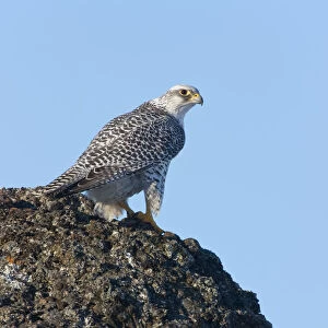 Female Gyrfalcon (Falco rusticolus) on rock ledge, Myvatn, Thingeyjarsyslur, Iceland