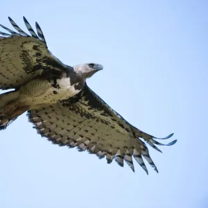 Female Harpy Eagle (Harpia harpyja) in flight