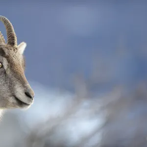 Female Ibex (Capra ibex) portrait, Creux du Van Natural Reserve, Val de Travers, Switzerland