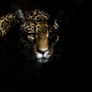 Female Jaguar (Panthera onca), captive, occurs in Southern and Central America Female Jaguar (Panthera onca), captive, occurs in Southern and Central America