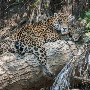 Female Jaguar Print with Cub, Northern Pantanal Female Jaguar Print with Cub, Northern Pantanal
