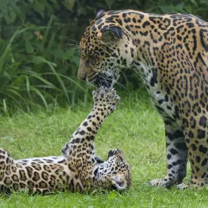 Female Jaguar (Panthera onca) playing with her cub, captive, occurs in Southern Female Jaguar (Panthera onca) playing with her cub, captive, occurs in Southern