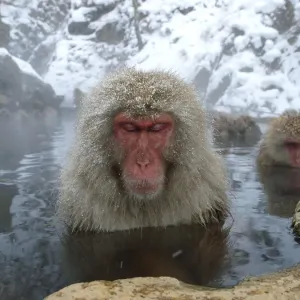 Female Japanese macaques in a hot spring print Female Japanese macaques in a hot spring print