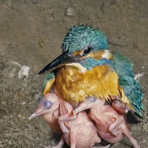 Female Kingfisher (Alcedo atthis) covering and protecting her chicks, aged 5 days, in an artificial nest, Italy