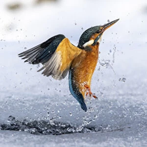 A female kingfisher (Alcedo atthis) fishing, flying out of an ice hole in winter