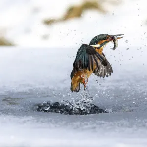 A female kingfisher (Alcedo atthis) fishing through an ice hole in winter, emerging with prey in beak. Leeds, Yorkshire, UK. January A female kingfisher (Alcedo atthis) fishing through an ice hole in winter, emerging with prey in beak. Leeds, Yorkshire, UK. January
