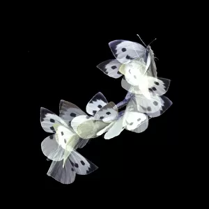 Female Large white / Cabbage white butterfly (Pieris brassicae) in flight, Surrey, UK