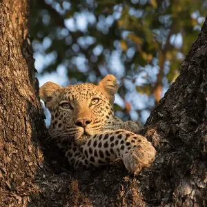 Female Leopard Print, Okavango Delta, Botswana Female Leopard Print, Okavango Delta, Botswana