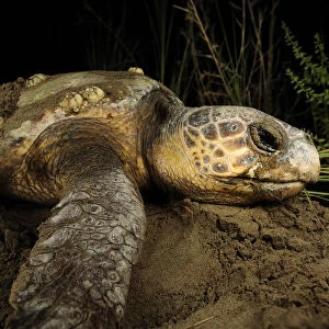 Female Loggerhead turtle (Caretta caretta) crawling up beach in search of spot to lay eggs