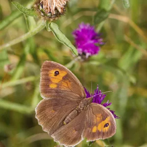 Female Meadow brown butterfly (Maniola jurtina) feeding on thistle, Lewisham, London, UK, August