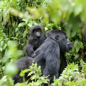 Female Mountain gorilla Print - Gorilla beringei with baby on back Female Mountain gorilla Print - Gorilla beringei with baby on back
