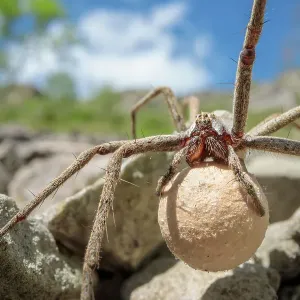 Araña de jardín femenina (Pisaura mirabilis) llevando una bolsa de huevos, Parque Nacional del Distrito Peak, Derbyshire, Reino Unido. Junio. Araña de jardín femenina (Pisaura mirabilis) llevando una bolsa de huevos, Parque Nacional del Distrito Peak, Derbyshire, Reino Unido. Junio.