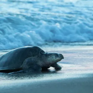 Female Olive ridley turtle Print, coming ashore to lay eggs at dusk