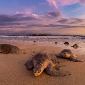 Female Olive ridley turtles (Lepidochelys olivacea) coming ashore to nest while others leaves, at sunrise, during massive arribada. Playa Escobilla Sanctuary, Oaxaca, Mexico. Pacific Ocean Female Olive ridley turtles (Lepidochelys olivacea) coming ashore to nest while others leaves, at sunrise, during massive arribada. Playa Escobilla Sanctuary, Oaxaca, Mexico. Pacific Ocean