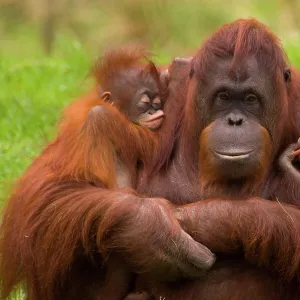 Framed and Canvas Prints plus a lot more: Orangutans